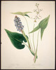Titre original&nbsp;:  Wild Flowers of Nova Scotia and New Brunswick - Pickerel Weed and Common Arrowhead. 