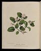 Titre original&nbsp;:  Wild Flowers of Nova Scotia Epigoea repens. May Flower (Plate I).jpg - Wikimedia Commons