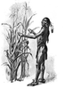 Titre original&nbsp;:    Description English: How Well The Corn Prospered. Squanto or Tisquantum demonstrating corn he had fertilized by planting with fish. Date 1911(1911) Source Bricker, Garland Armor. The Teaching of Agriculture in the High School. New York: Macmillan, 1911. Page 112. Author The German Kali Works, New York Permission (Reusing this file) Public domain in USA.

